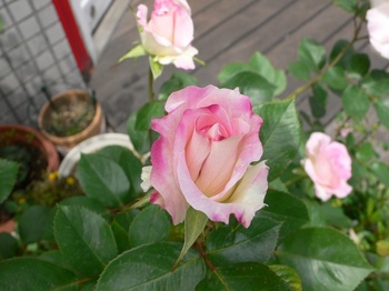 rose 001.JPG