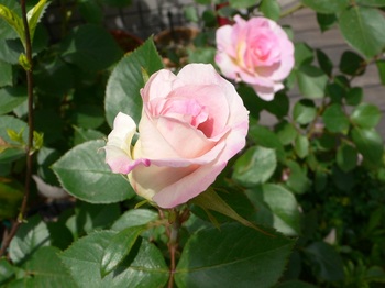 rose 002.JPG